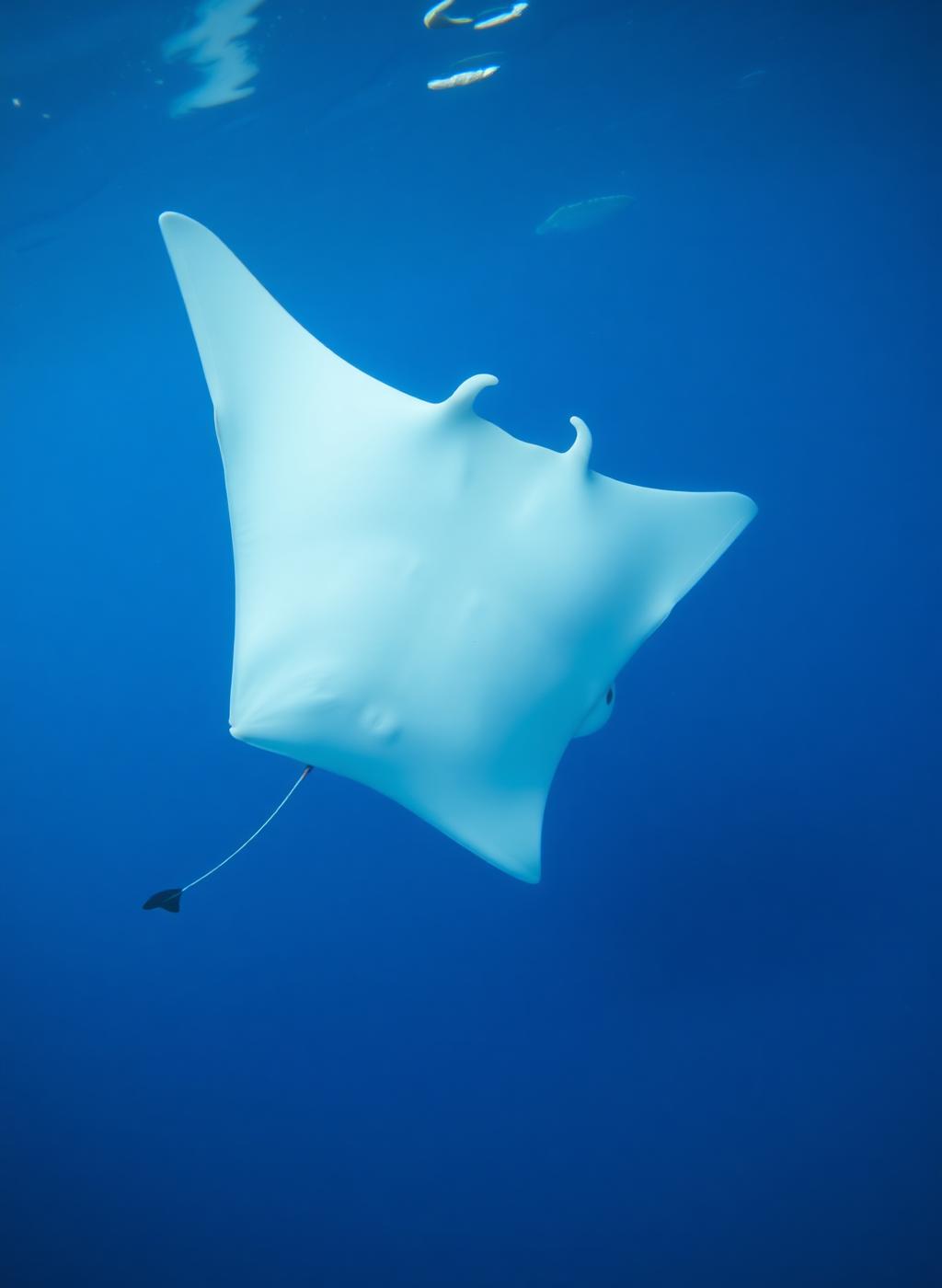 Blue Reef Diving Unawatuna