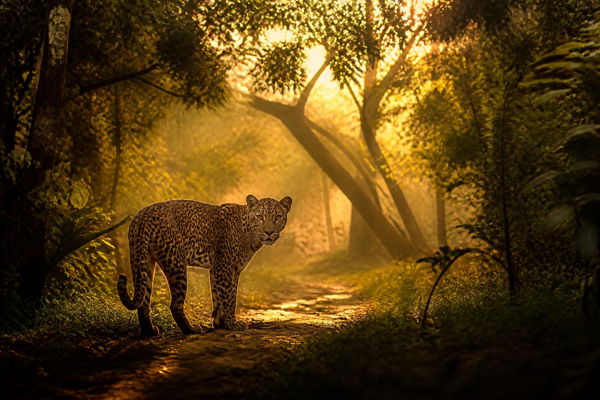 Golden Roar Journeys